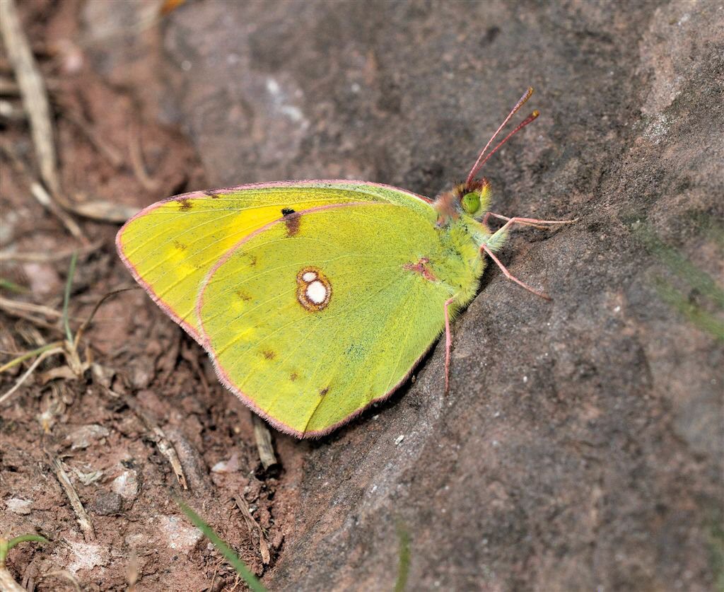 Clouded Yellow (Colias croceus)