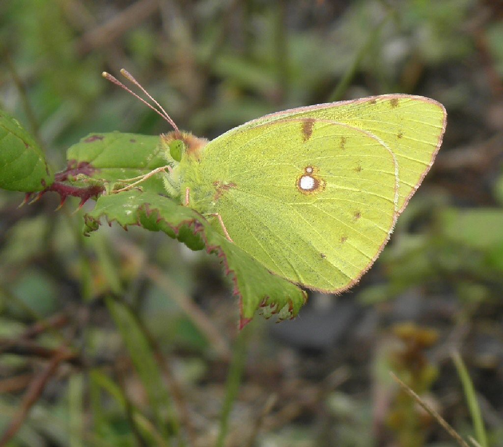 Clouded Yellow (Colias croceus)