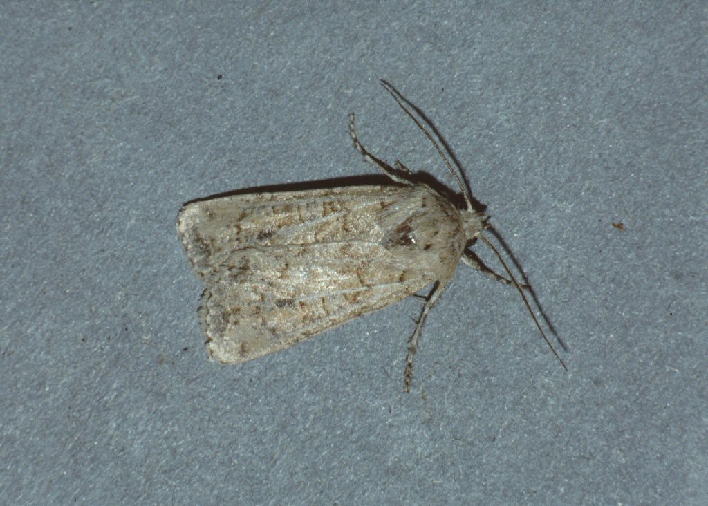 Coast Dart (Euxoa cursoria)