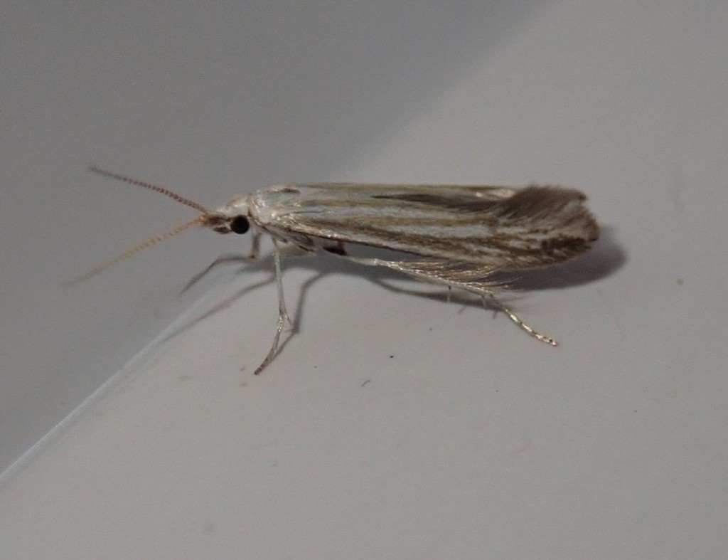 (Coleophora betulella)