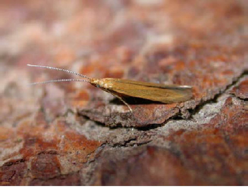 (Coleophora lithargyrinella)