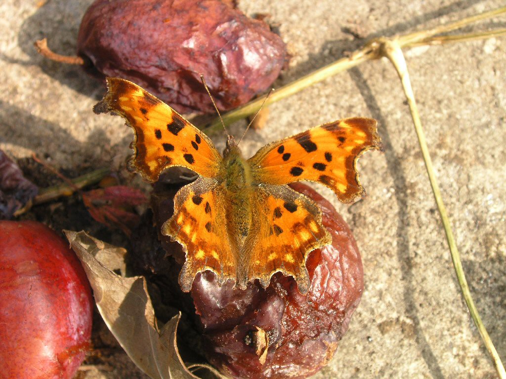 Comma (Polgonia c-album)