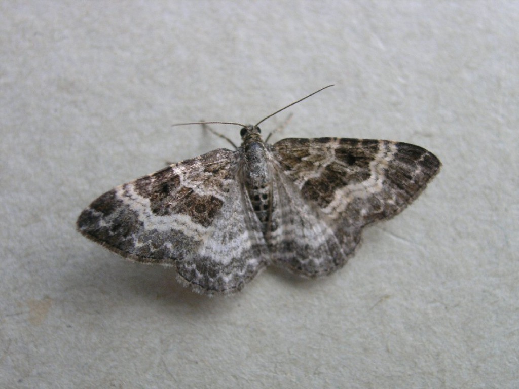 Common Carpet (Epirrhoe alternata)