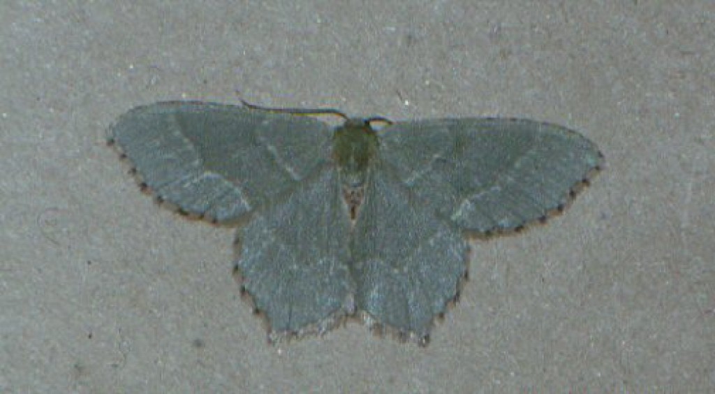 Common Emerald (Hemithea aestivaria)