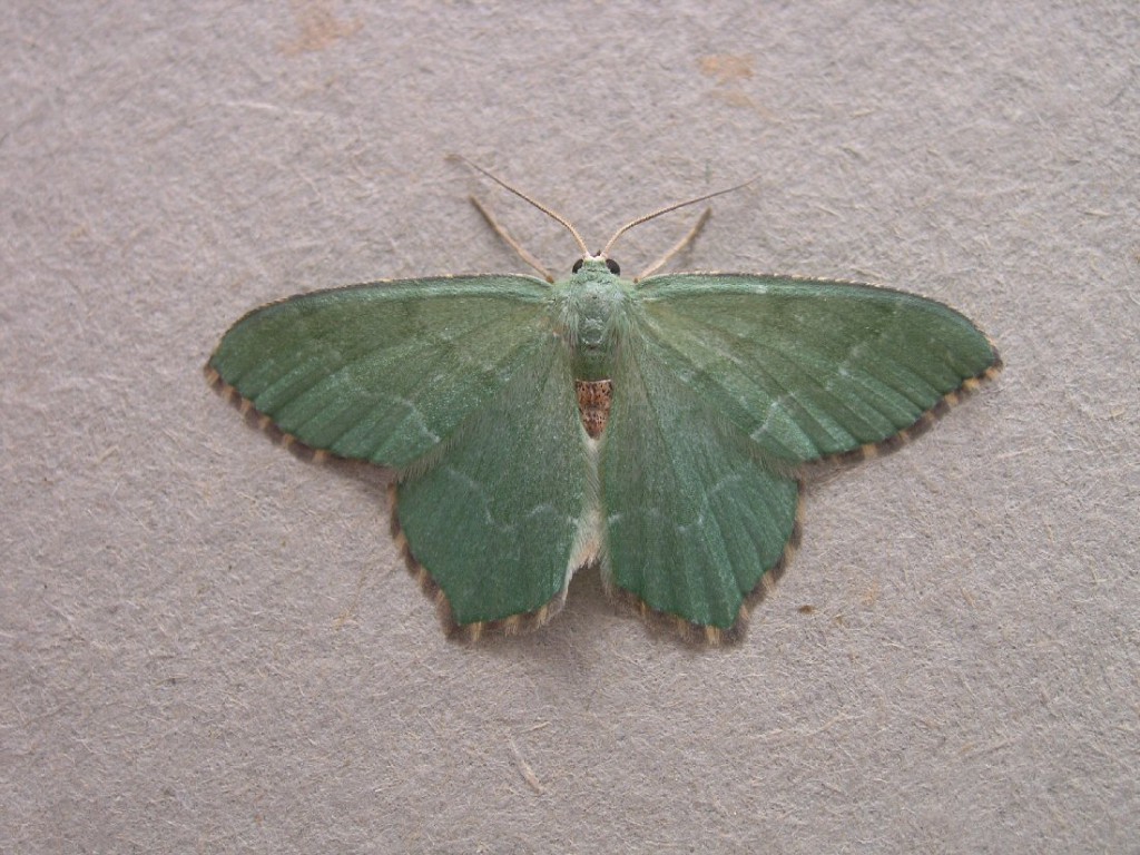 Common Emerald (Hemithea aestivaria)