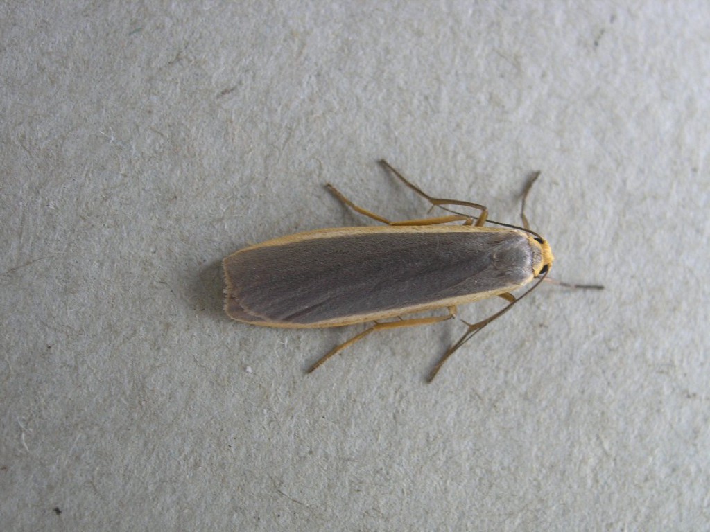 Common Footman (Eilema lurideola)