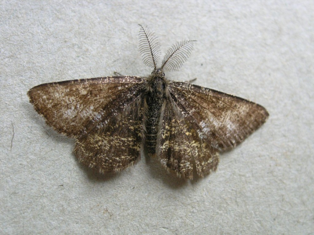 Common Heath (Ematurga atomaria)
