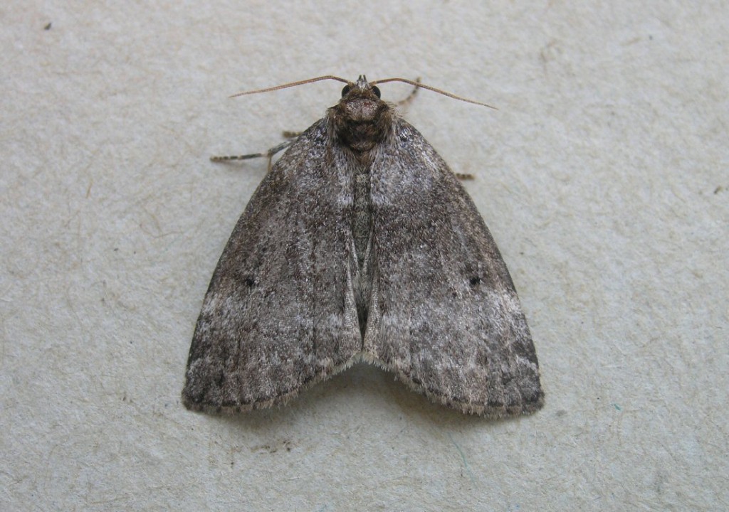 Common Lutestring (Ochropacha duplaris)