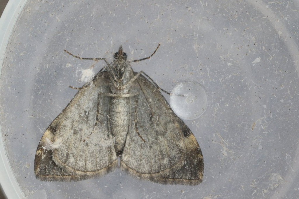 Common Marbled Carpet (Dysstroma truncata)