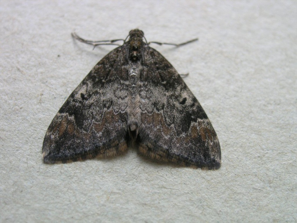 Common Marbled Carpet (Dysstroma truncata)