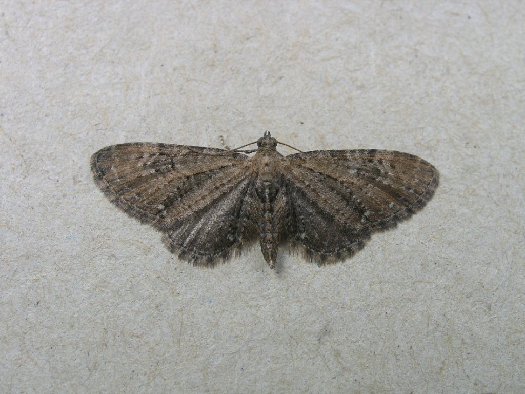 Common Pug (Eupithecia vulgata)