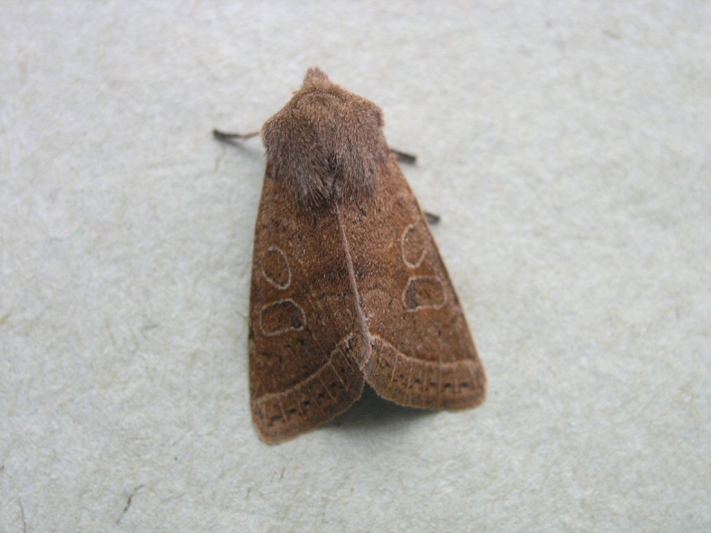 Common Quaker (Orthosia cerasi)