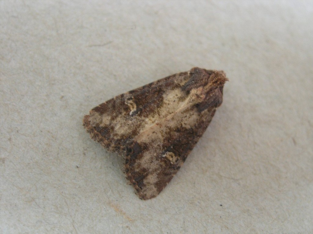 Common Rustic (Mesapamea secalis)