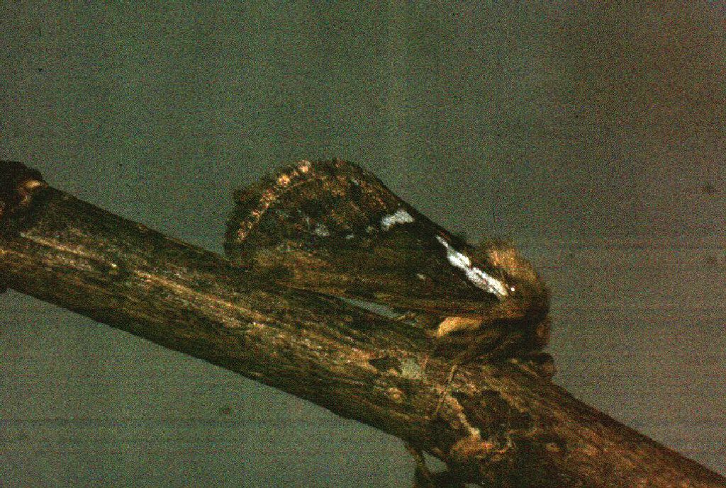 Common Swift (Korscheltellus lupulina)