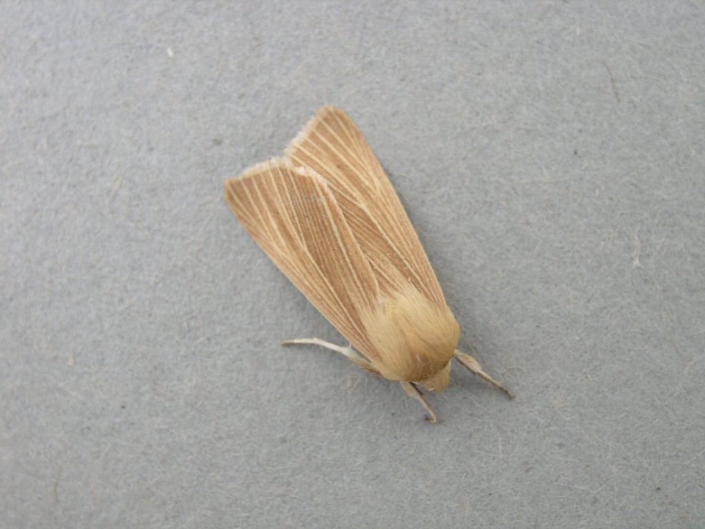 Common Wainscot (Mythimna pallens)