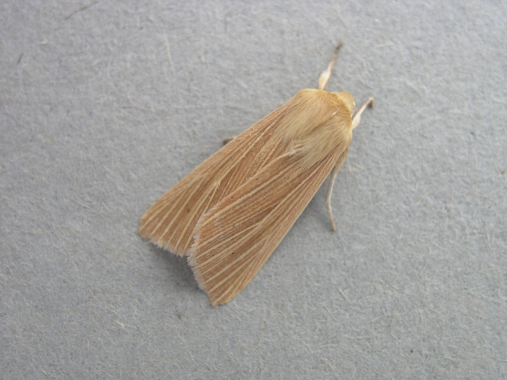 Common Wainscot (Mythimna pallens)