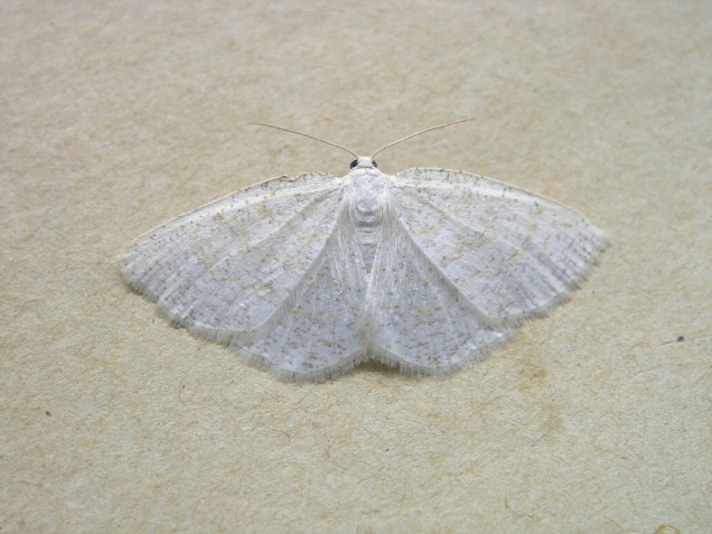 Common Wave (Cabera exanthemata)