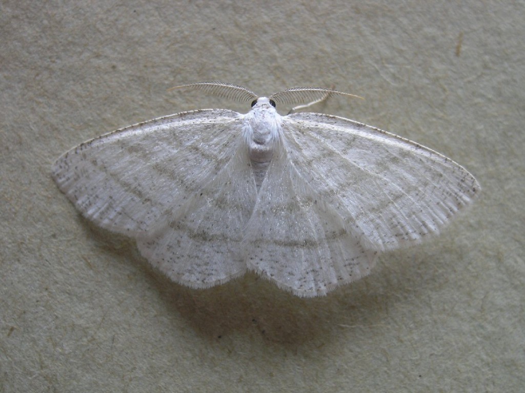 Common White Wave (Cabera pusaria)