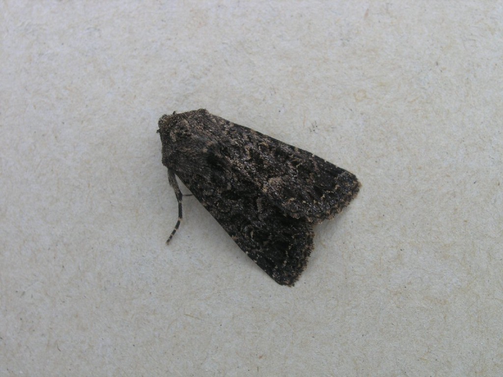 The Confused (Apamea furva)