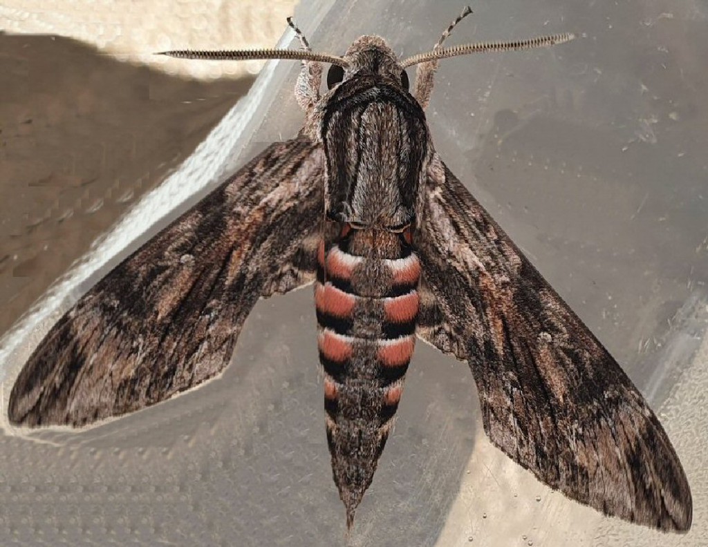 Convolvulus Hawk-moth (Agrius convolvuli)