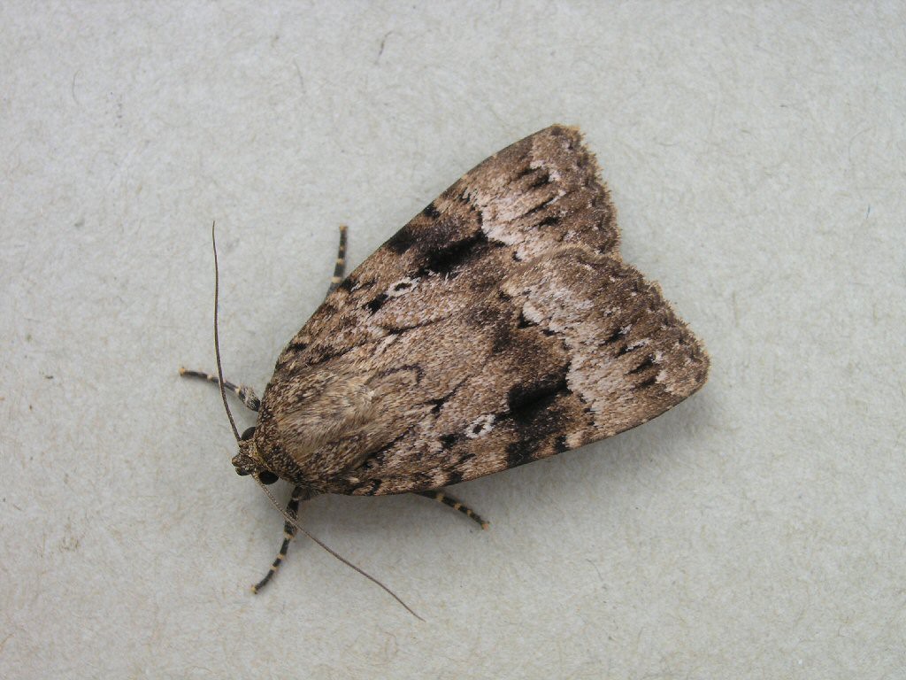 Copper Underwing (Amphipyra pyramidea)