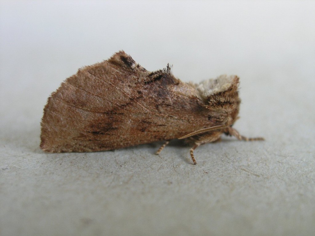 Coxcomb Prominent (Ptilodon capucina)