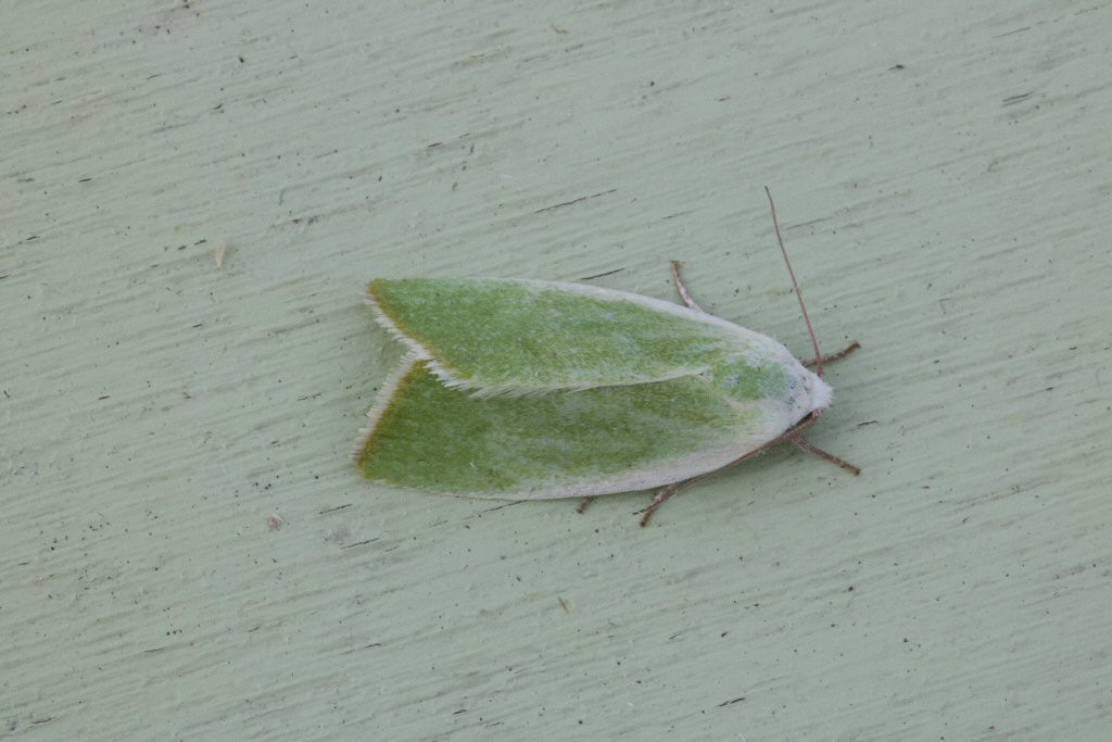 Cream-bordered Green Pea (Earias clorana)