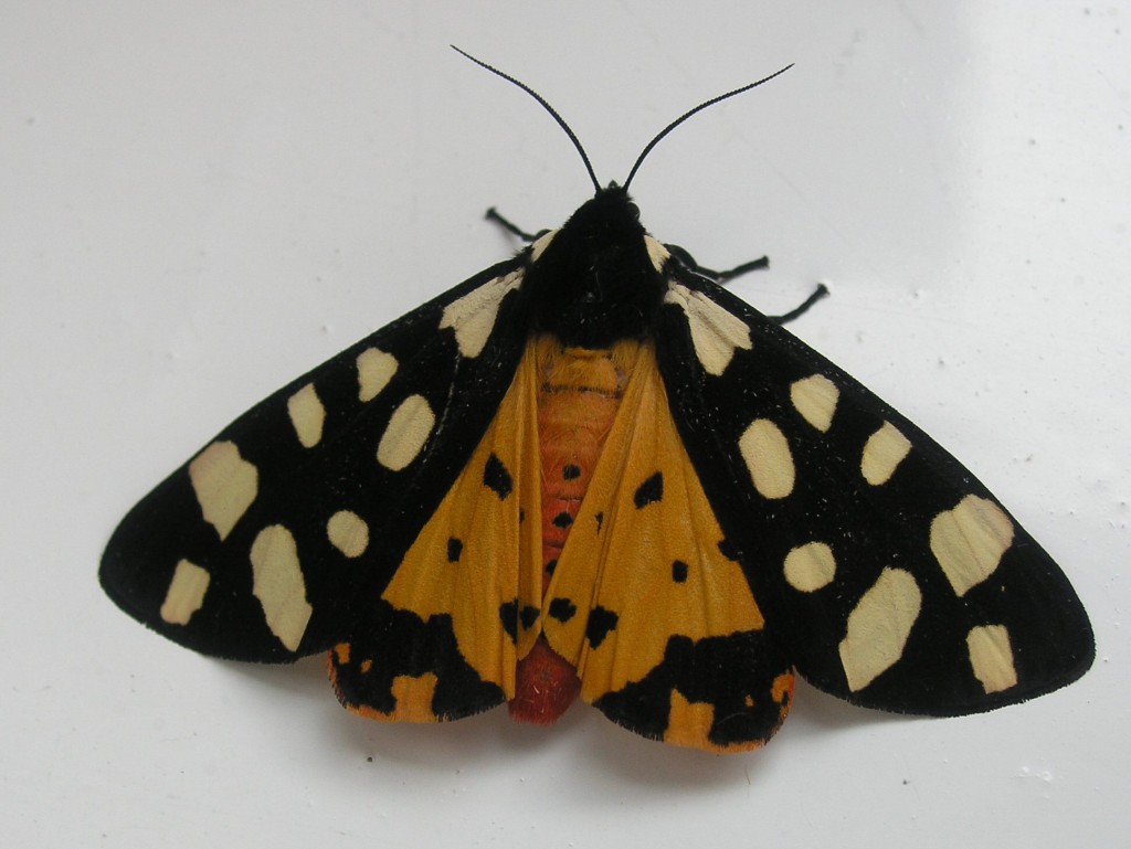 Cream-spot Tiger (Arctia villica)