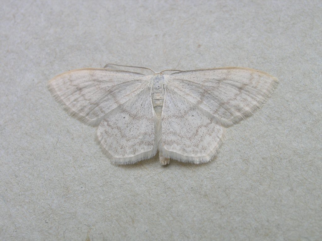 Cream Wave (Scopula floslactata)