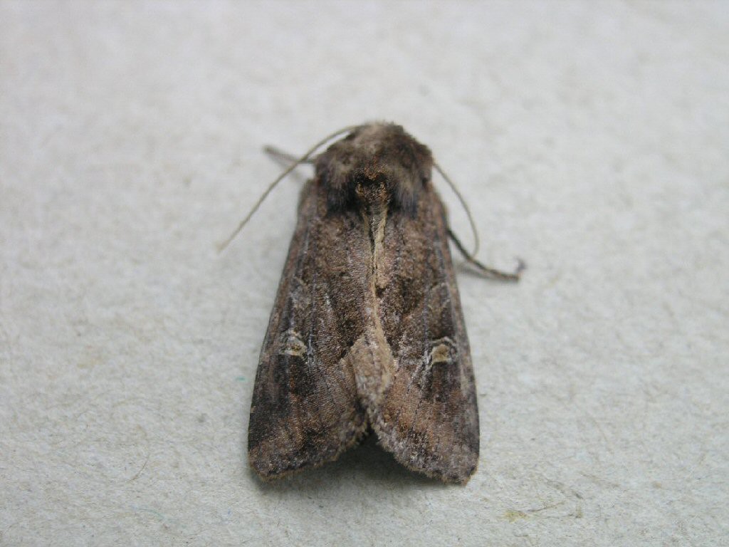 The Crescent (Helotropha leucostigma)