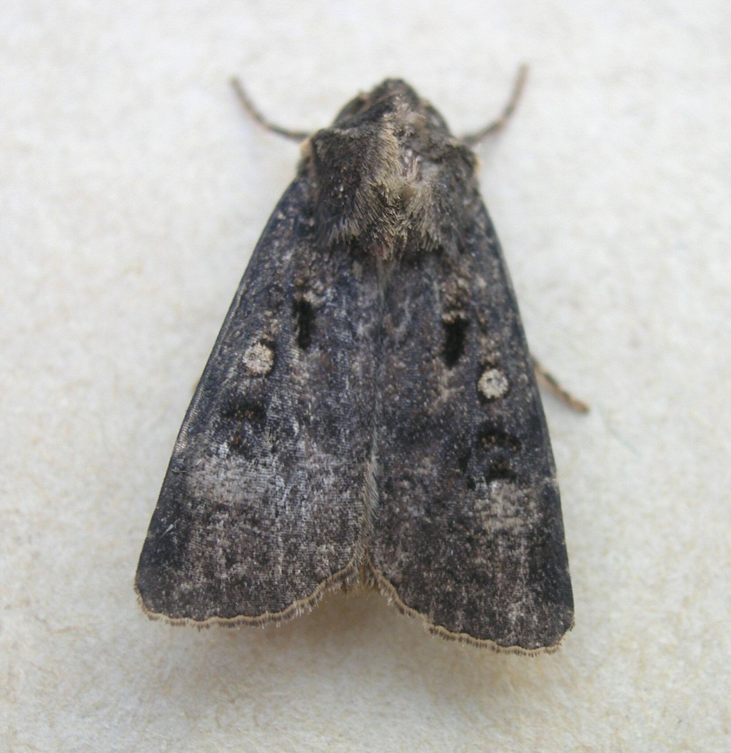 Crescent Dart (Agrotis trux)