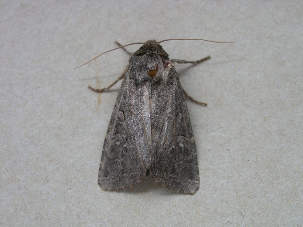 Crescent Striped (Apamea oblonga)