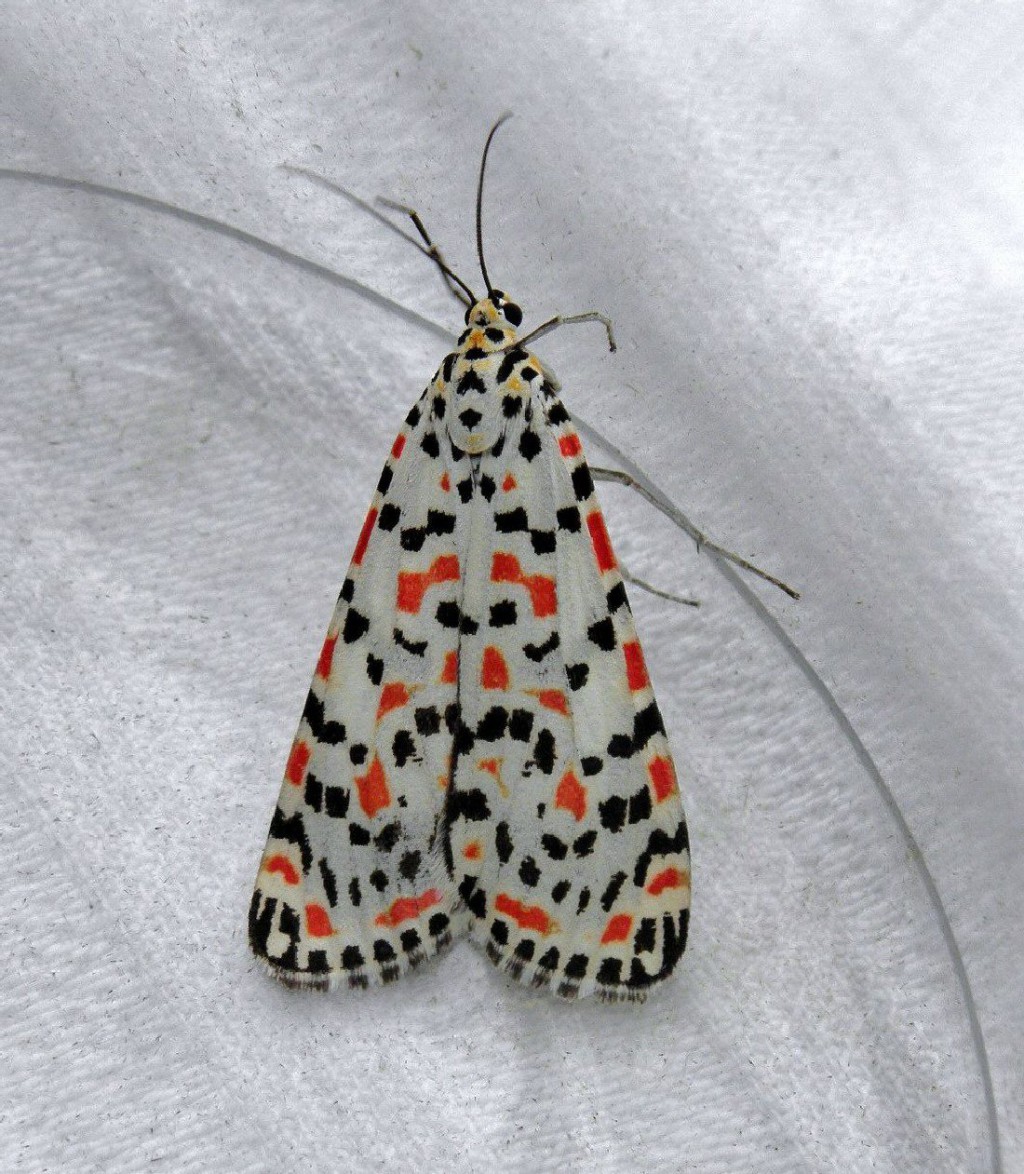 Crimson Speckled (Utetheisa pulchella)