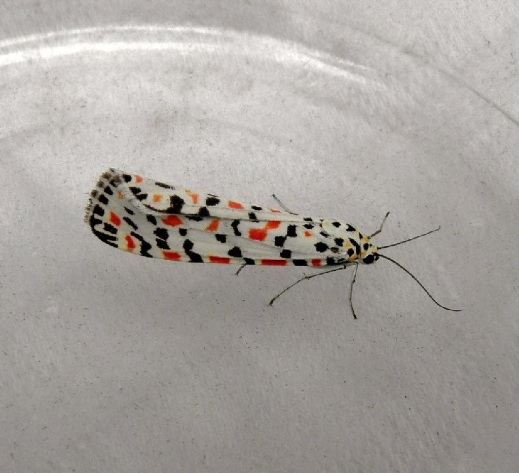 Crimson Speckled (Utetheisa pulchella)
