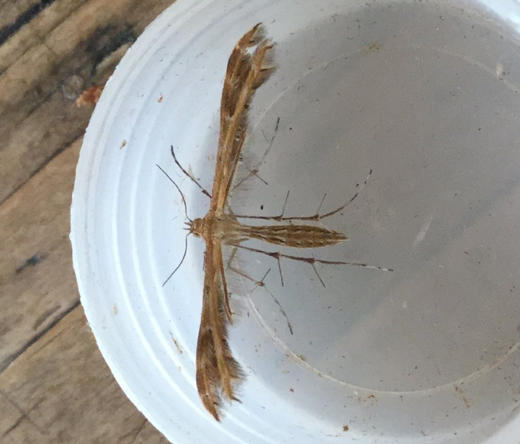 (Crombrugghia laetus)