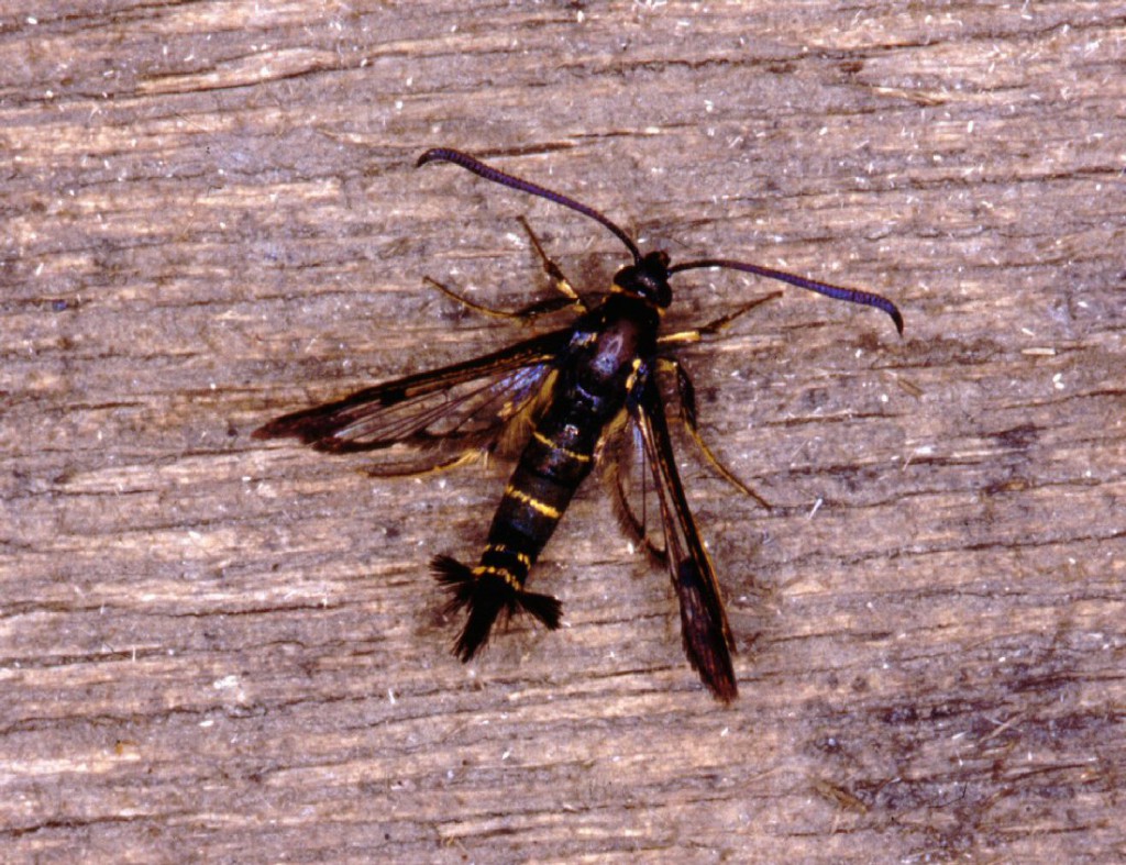 Currant Clearwing (Synanthedon tipuliformis)