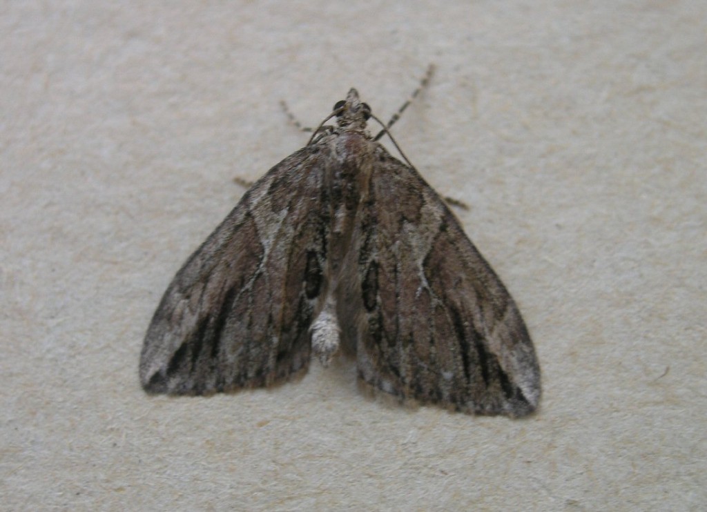 Cypress Carpet (Thera cupressata)