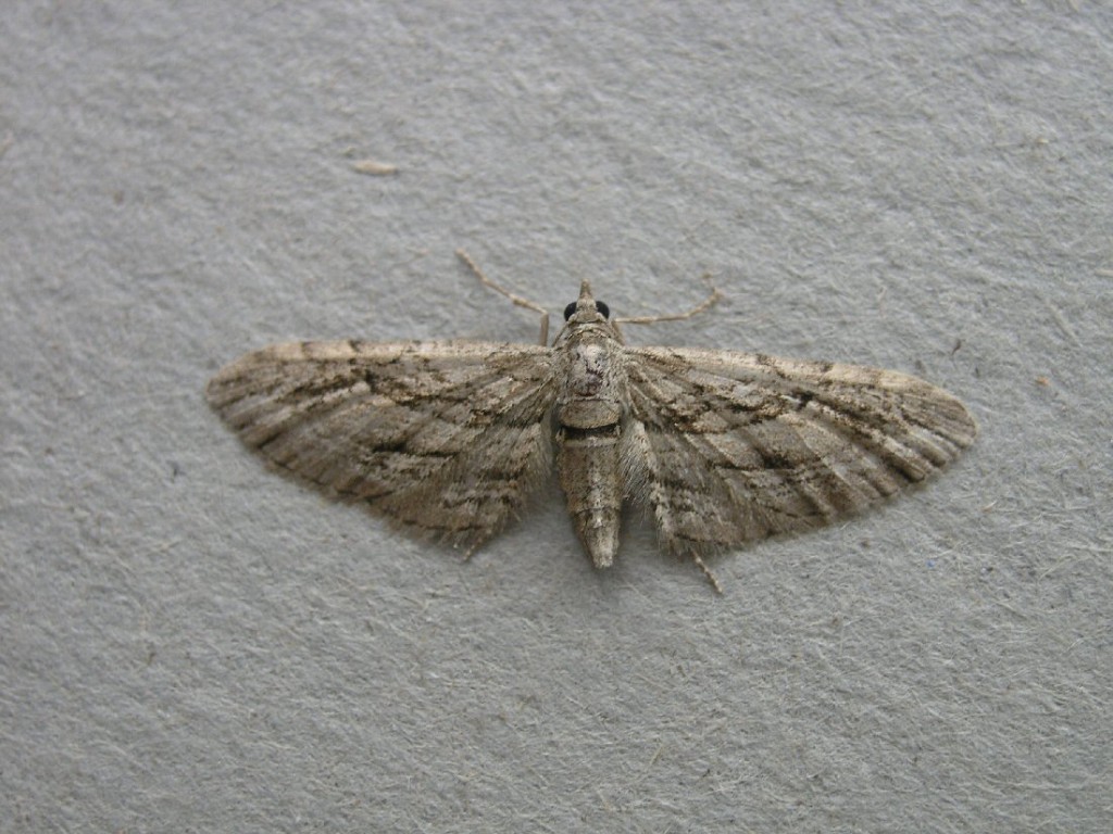 Cypress Pug (Eupithecia phoeniceata)
