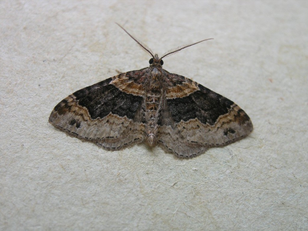 Dark-barred Twin-spot Carpet (Xanthorhoe ferrugata)