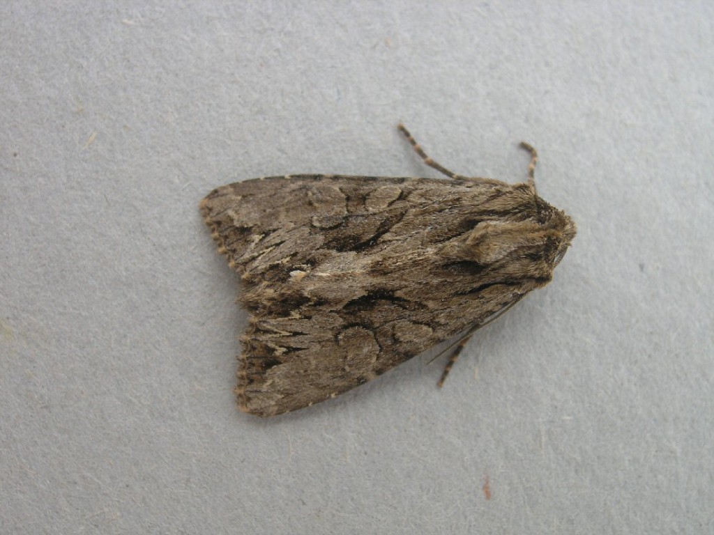 Dark Arches (Apamea monoglypha)