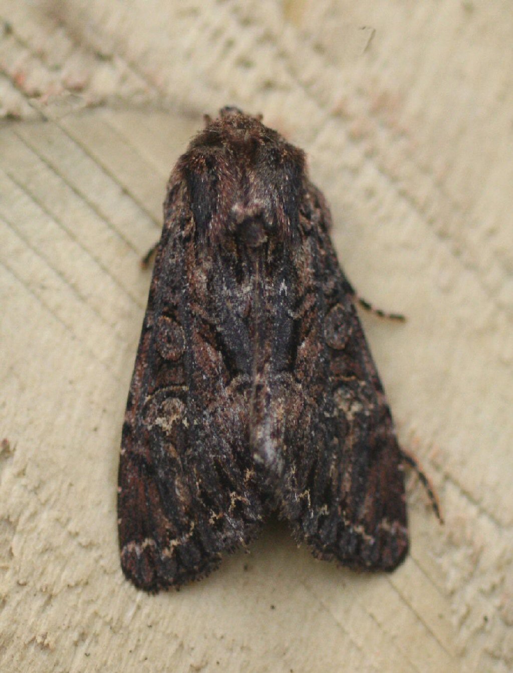 Dark Brocade (Mniotype adusta)