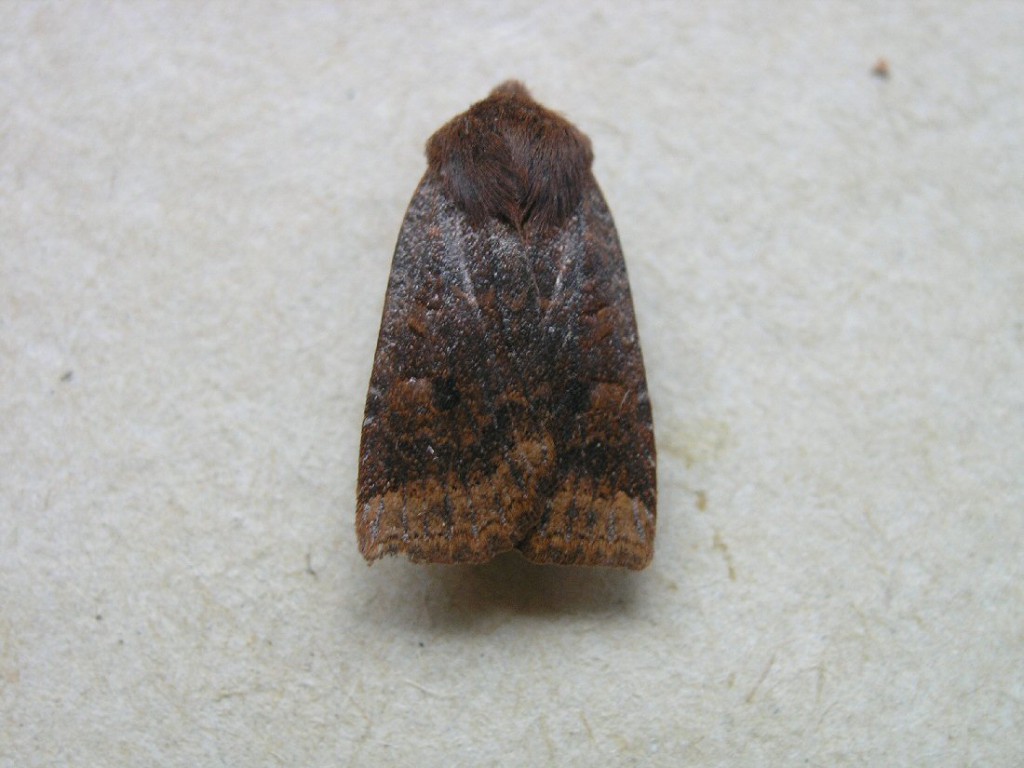 Dark Chestnut (Conistra ligula)