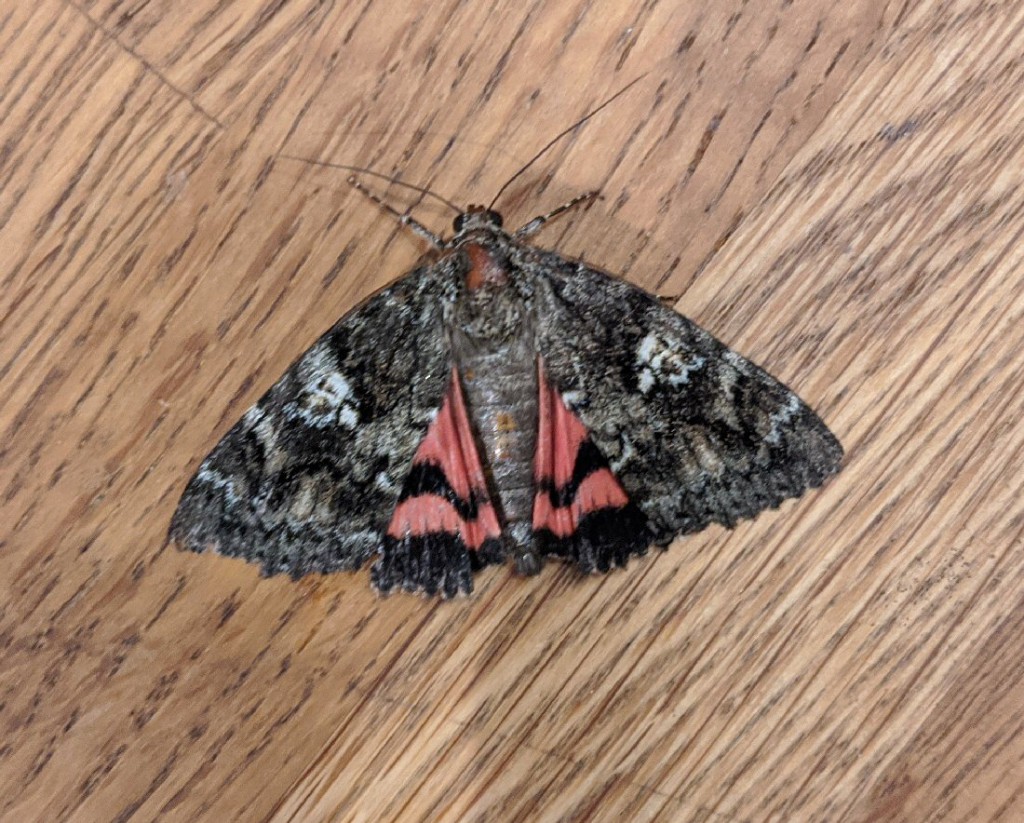 Dark Crimson Underwing (Catocala sponsa)