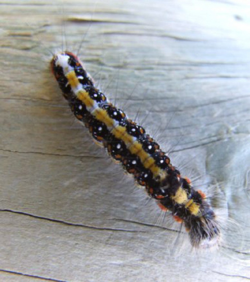 Dark Dagger (Acronicta tridens)