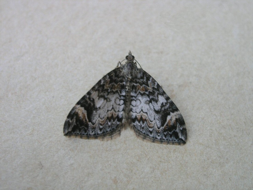 Dark Marbled Carpet (Dysstroma citrata)