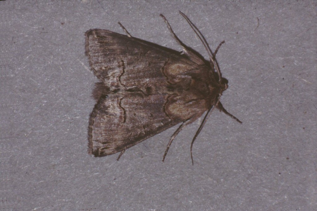 Dark Spectacle (Abrostola triplasia)