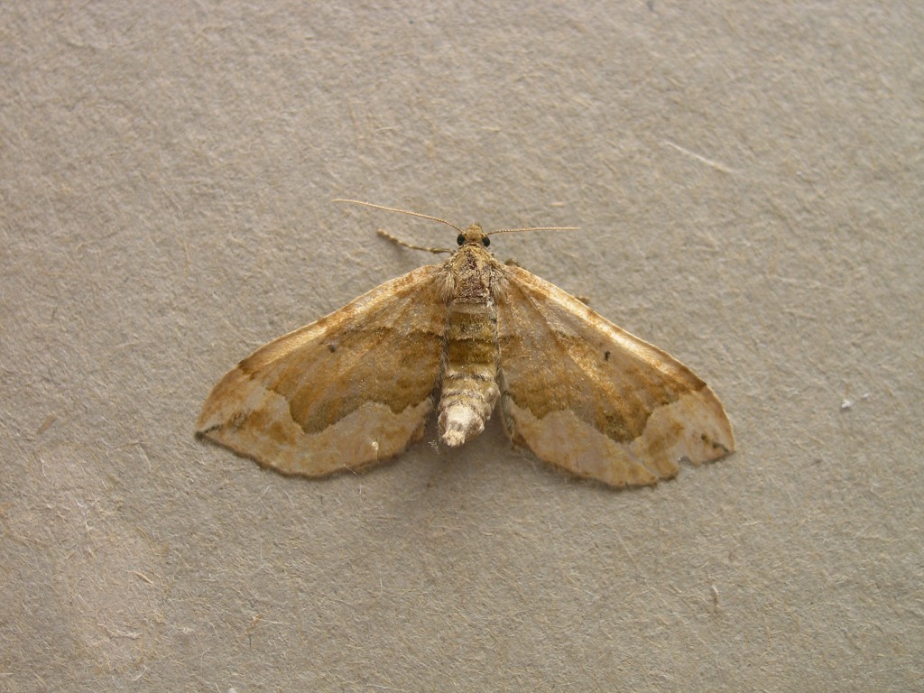 Dark Spinach (Pelurga comitata)