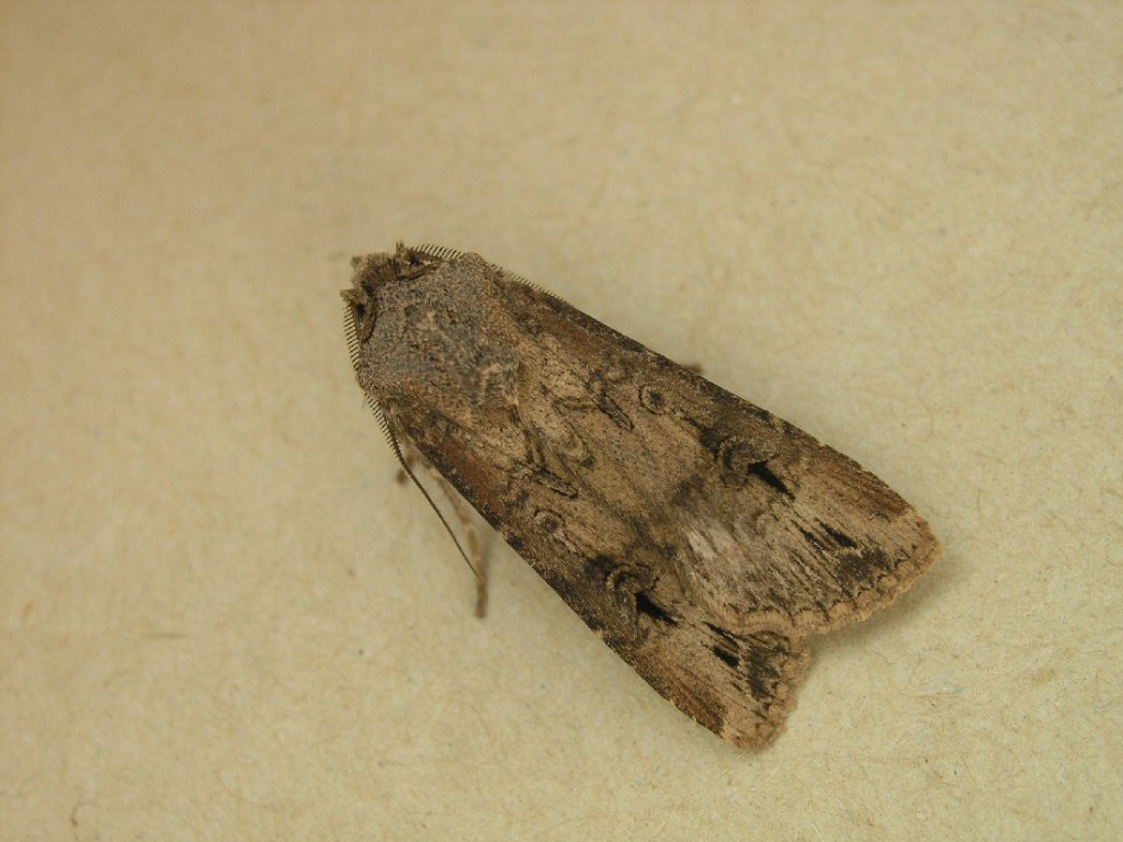 Dark Sword-grass (Agrotis ipsilon)