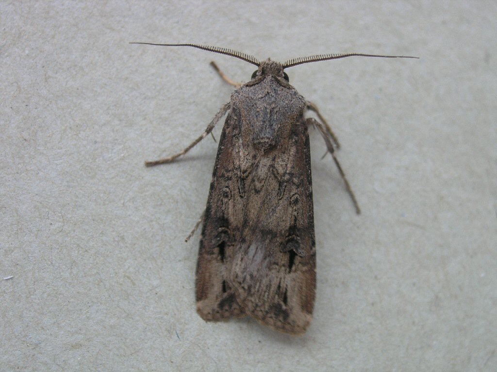 Dark Sword-grass (Agrotis ipsilon)