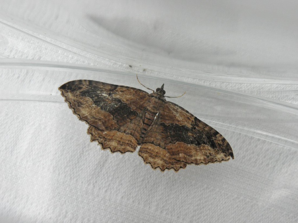 Dark Umber (Philereme transversata)
